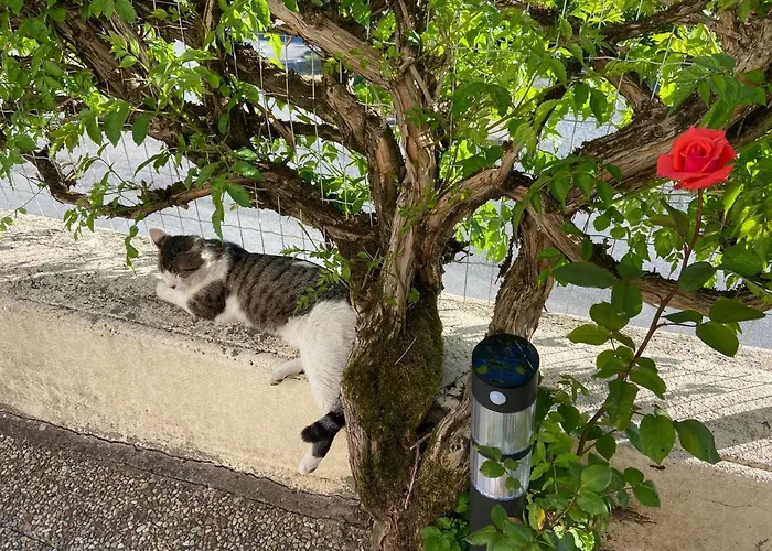 بيت ضيافة Le Petit Moulin بوزاوغيس